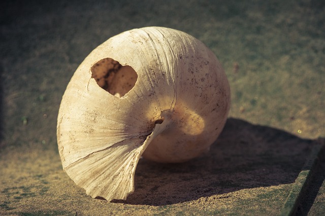 Hình minh họa hasarsız