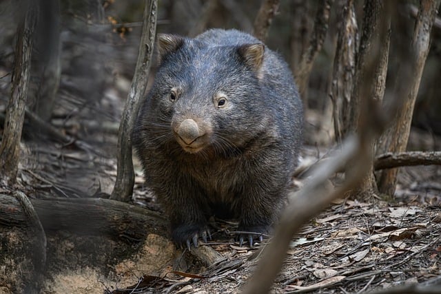 wombat