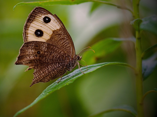 wood nymph