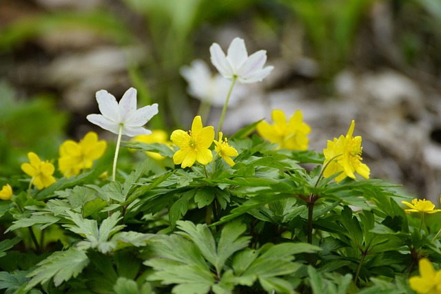woodland floor