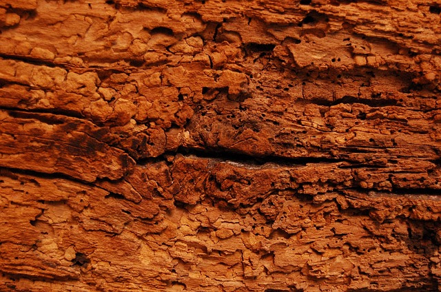 Hình ảnh minh họa ý nghĩa của từ woodworm