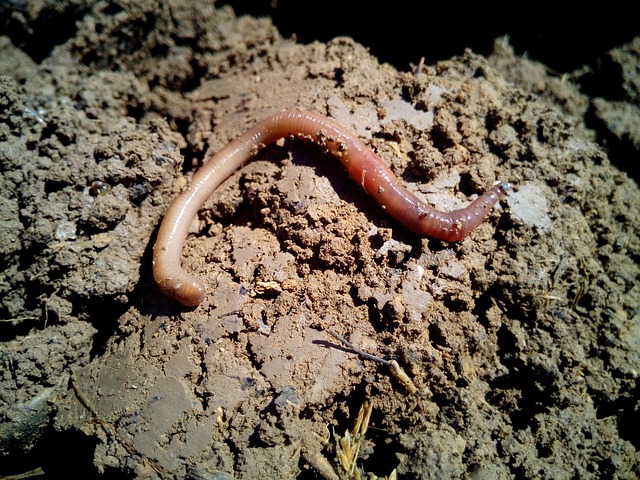 worm composting