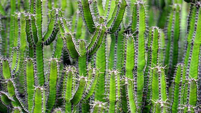 xerophytes