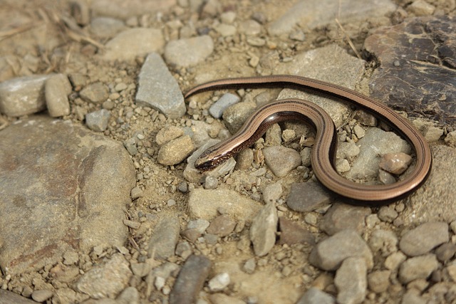 Hình ảnh minh họa ý nghĩa của từ yellow-belly