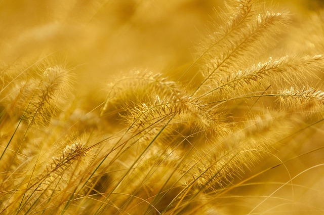 yellow grass