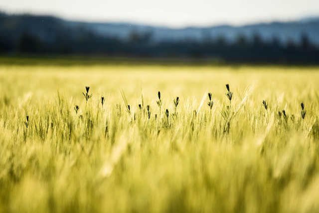 yellowness