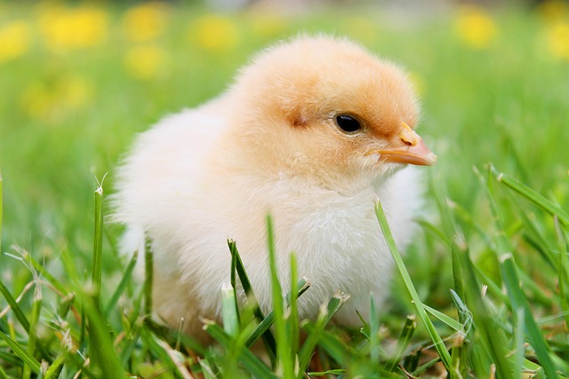 young bird