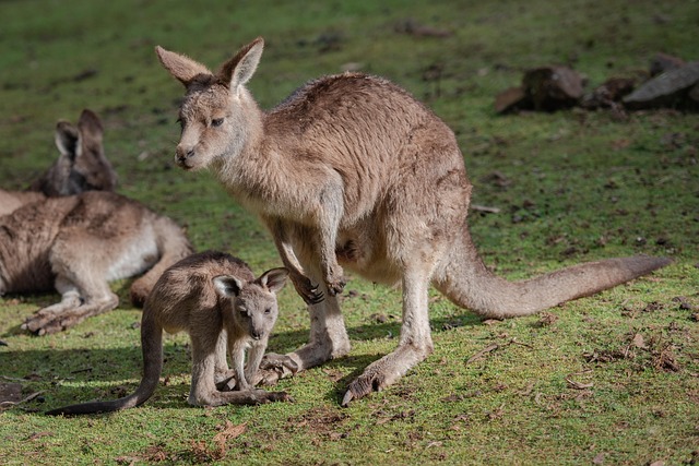 young kangaroo