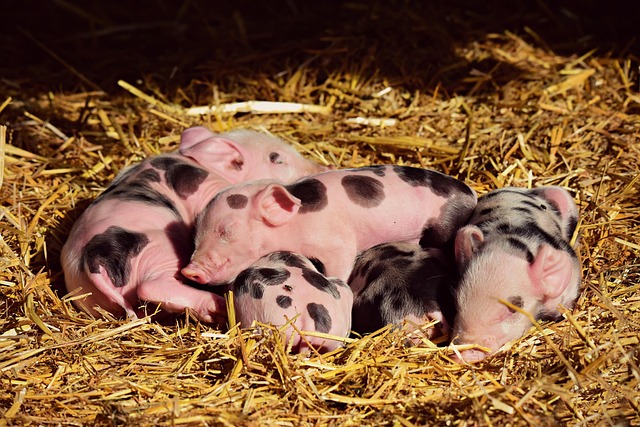 young pig