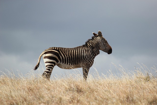 Zebras