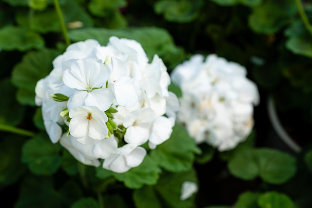 Hình ảnh minh họa ý nghĩa của từ zonal