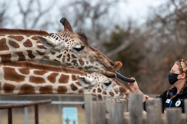 zookeeper