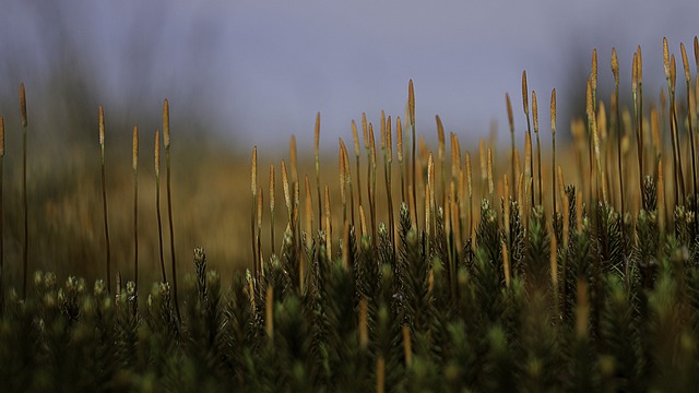 Hình ảnh minh họa ý nghĩa của từ zoom